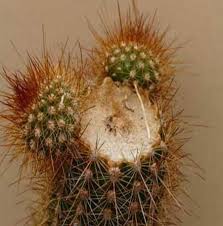 After honey fungus, phytophthora root rot is the most common cause of root and stem base decay of a wide range of trees and shrubs. How To Save A Rotting Cactus Laidback Gardener
