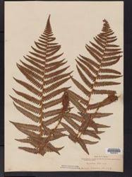 Image result for Vittaria guineensis