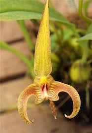 Image result for Bulbophyllum humblotii