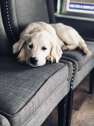 You also have to consider how your puppy will fit into your family. Clementi S Golden Puppies Home Facebook
