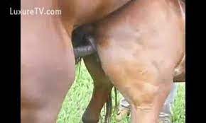 Mare pussy squirting. Adult Quality archive Free. Comments: 1