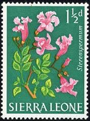 Image result for Stereospermum kunthianum