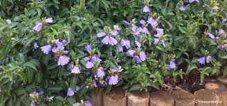 Image result for Hermannia kirkii