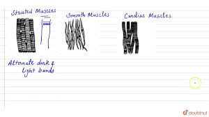 Skeletal, or voluntary, muscles are the muscles you can control. Draw Well Labelled Diagrams Of Various Types Of Muscles Found In Human Body Youtube
