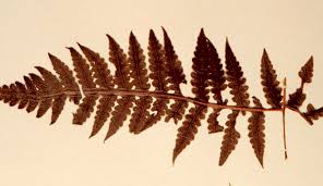 Image result for Blotiella glabra