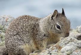 It is common in oregon and california and its range has relatively recently extended into washington and. California Ground Squirrel In La Jolla By Barry Jungledragon