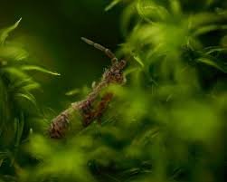 Image result for Lepidagathis eriocephala