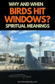 Noah sent a dove to see if the flood waters had subsided, but the dove immediately returned because there was no place for her to land. Why When And How To Stop Birds Hit Windows 5 Spiritual Meaning