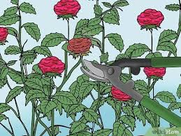 Simplicity® rose hedges are used to create borders, garden rooms, privacy screens, or to hide miniature roses are versatile, hardy and prolific. How To Prune Knockout Roses With Pictures Wikihow