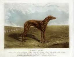 Der greyhound hund ist ein selbstständiger, willensstarker und äußerst schneller laufhund einen greyhound hund in richtiger kondition zu halten, also muskulös, kräftig und ohne fett, ist gar nicht. Windhund Greyhound Hund Hunde Tiere Aquatinta Edwin H Hunt 1883 Folio Selten Ebay