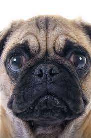 Closeup Face Headshot Of Pug Dog Crying With Tear In Right Eye Studio Shot Over White Background In 2020 Cute Pugs Pug Puppies Puppies And Kitties