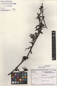 Image result for Enydra