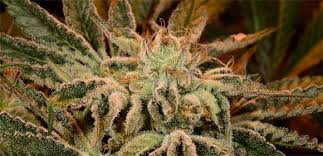 Orange Crush Strain - Growing Tips and Medical Effects | Marijuana Guides