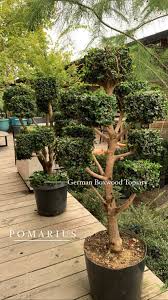 Mar 19, 2021 · 'north pole' ( zones 3 through 7, full to partial sun) is a good cultivar if you need a topiary that's taller than it is wide (10 to 15 feet tall x 5 feet wide) but that isn't too tall. Where To Buy Topiary Trees Near Me