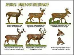 How To Age A Whitetail Buck Whitetail Hunting Whitetail