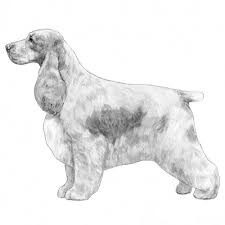 Also, pay attention to which breed is the mother as this can have a huge effect on the size of a brittany spaniel mix. English Cocker Spaniel Dog Breed Information