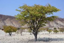 Image result for Colophospermum