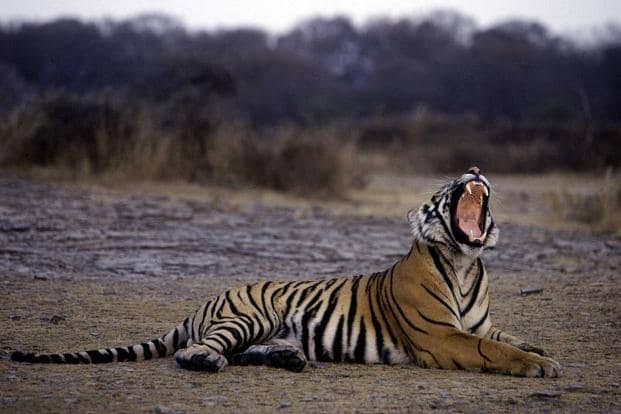 Machli, the tiger queen of Ranthambore, dies at 19