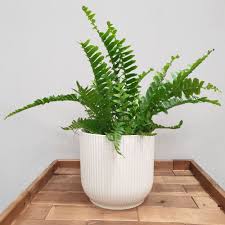 Settle this on your bathroom vanity next to an oil diffuser to freshen up the space. see allitem description. Boston Fern For Sale Online Easy Care