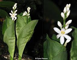 Image result for Xylia africana