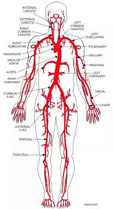 An extraordinary degree of branching of blood vessels exists within the human body, which ensures that nearly every cell in the body lies within a short distance from at least one of. Which Artery Is The Largest And Why Quora