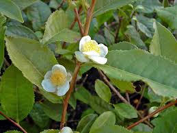 Image result for Theaceae