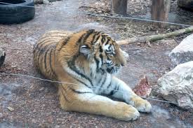 See tripadvisor's 2,890 traveler reviews and photos of plock tourist attractions. Zoo W Plocku