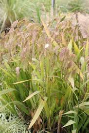 Image result for Chasmanthium latifolium
