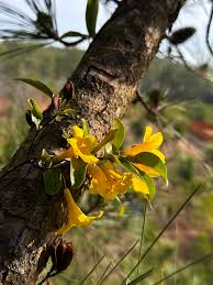 Image result for Gelsemiaceae