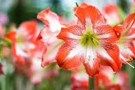 We did not find results for: What Are The Flowers That Bloom In May