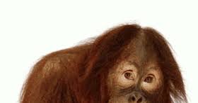  Download Gambar Monyet Melet Catatan Engz Gambar Animasi Bergerak Monyet Lucu Download 92 Gambar Monyet Cantik Terbaru Gratis Jimat M Gambar Monyet Binatang