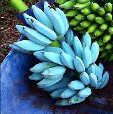 Blue Java Ice Cream Banana 6 Pot Musa Acuminata X Balbisiana Tropical Rare In 2020 Banana Ice Cream Vanilla Ice Cream Blue Vegetables