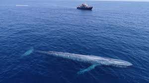 Smith (@esmith_images) on feb 2, 2015 at 11:03pm pst Massive Blue Whale Next To 87 Boat Pics