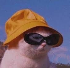 Art Cats Animals Glasses Music Party 4you Hair Leosign Nature Summer Sky Komik Hayvan Fotograflari Hayvan Mizahi Komik Hayvan Alintilari