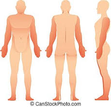 Human organ diagram back and front view above shows you the unlabeled version of the 3d organ diagram. Silhouettes Of Woman Front And Back View Vector Female Body For Your Design Canstock