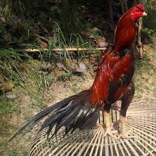 Telur dihasilkan dari perkawinan pejantan ekor lidi dan indukan ekor lidi. Info Terbaru 35 Foto Ayam Ekor Panjang