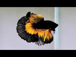In a shop full of beautiful fresh water and marine fish, you can recognize the exotic fish within minutes. Download Fighting Fish 3gp Mp4 Codedwap