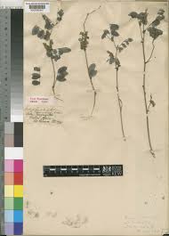 Image result for Indigofera emarginella
