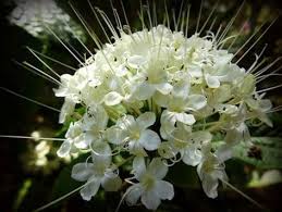 Image result for Clerodendrum abilioi