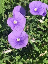 Image result for Convolvulus goyderi