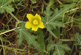 Image result for Acanthosicyos naudinianus