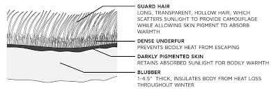 Polar bear exterior solutions — 4416 russell rd suite a, mukilteo, wa, us 98275 — оценка 4.3 на основании 18 отзывов «we can not say enough good things. Fur Absorbs Infrared Radiation To Prevent Heat Loss Biological Strategy Asknature