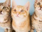 Maybe you would like to learn more about one of these? Benarkah Mimpi Digigit Kucing Akan Ada Pertanda Buruk Yang Menghampiri Ini Penjelasan Primbon Jawa Tribun Batam