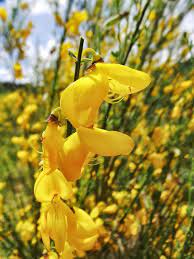 Yellow Flower Of Broom Or Fiore Di Ginestra Yellow Flowers Beautiful Photography Photography