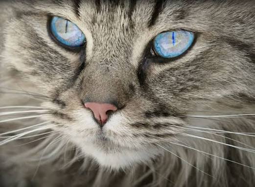 10 Common Cat Eye Issues | Pet Parenting