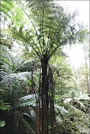 Image result for Cyathea manniana