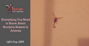 1749 e boston cir., chandler, 85225. Everything You Need To Know About Scorpion Season In Arizona