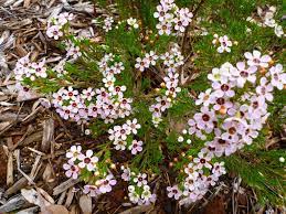 Chamelaucium Lady Stephanie Geraldton Wax Flower Wax Flowers Australian Plants Drought Tolerant Garden