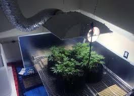 Cannabis Grow Light Breakdown Heat Cost Yields Grow Weed Easy