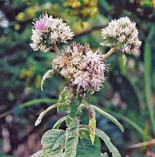 Image result for Vernonia adoensis